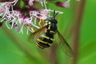 Chrysotoxum arcuatum