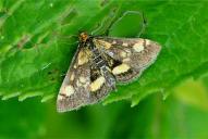 Pyrausta aurata