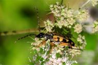 Rutpela (Leptura) maculata