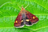 Pyrausta aurata