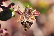 Pyrausta aurata