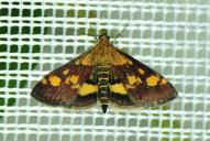 Pyrausta aurata