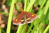 Pyrausta aurata