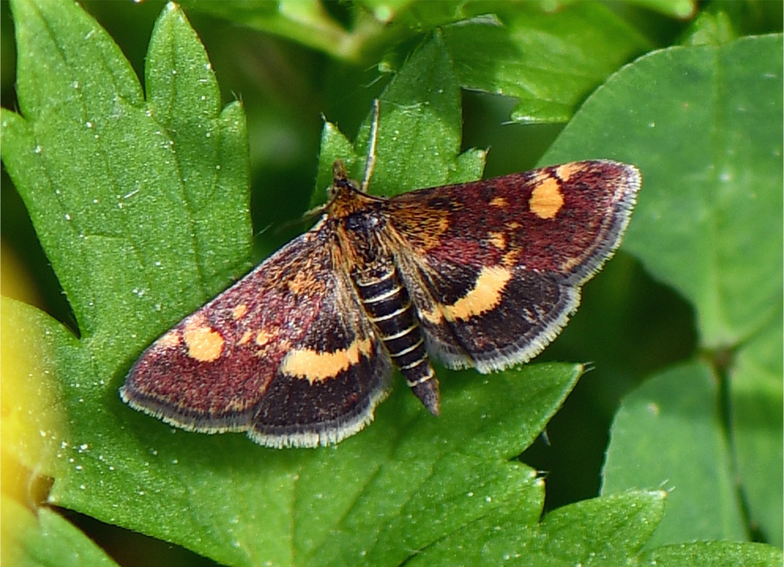 Pyrausta aurata