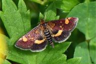 Pyrausta aurata