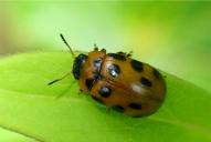 Gonioctena decemnotata