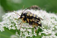 Rutpela (Leptura) maculata