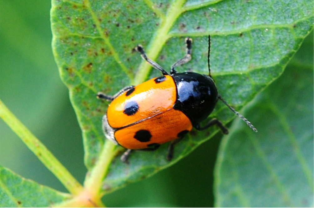 Cryptocephalus trimaculatus