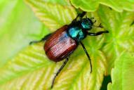 Phyllopertha horticola