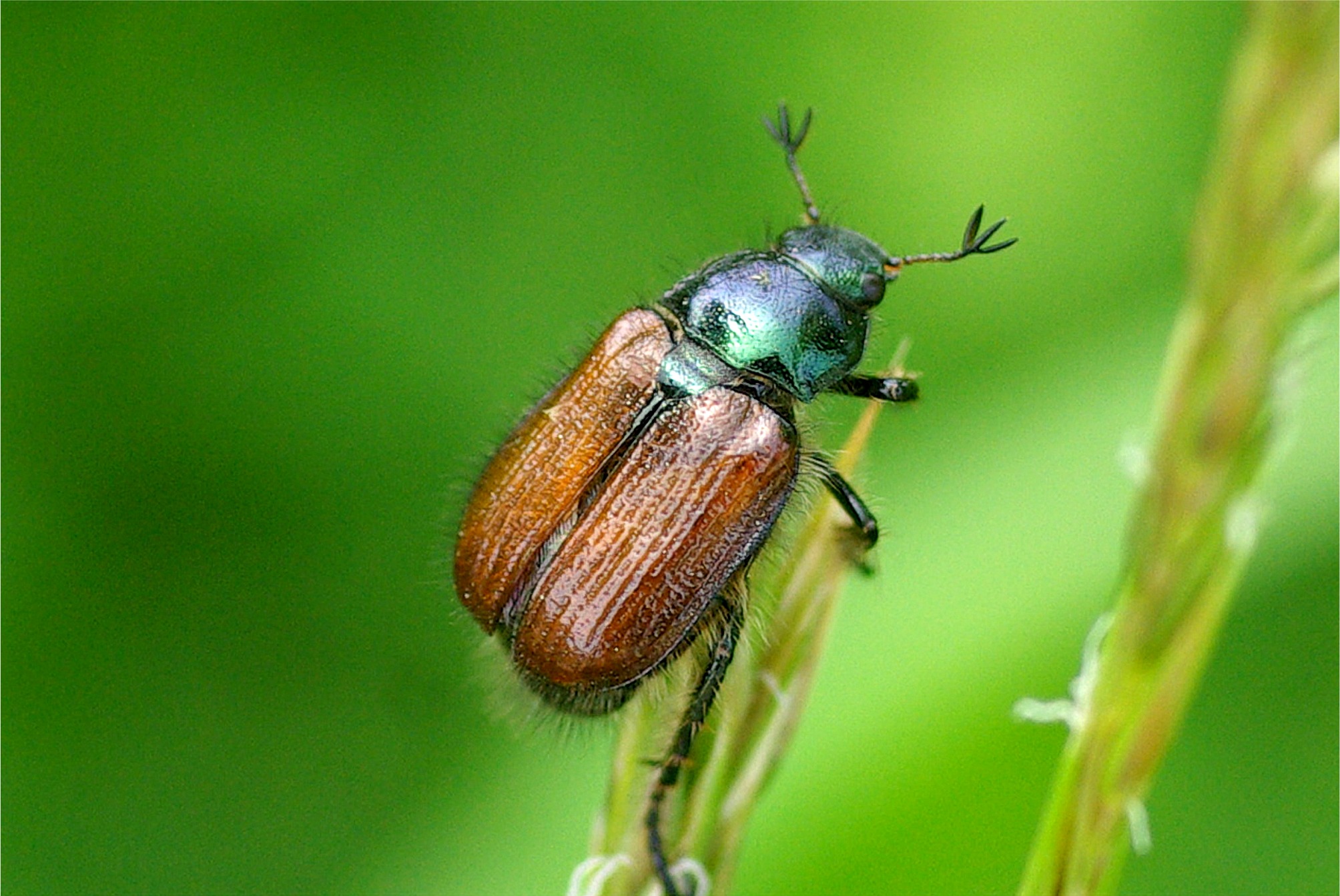 Phyllopertha horticola