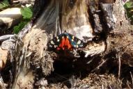 Callimorpha dominula