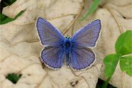 Polyommatus icarus