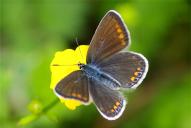 Polyommatus icarus