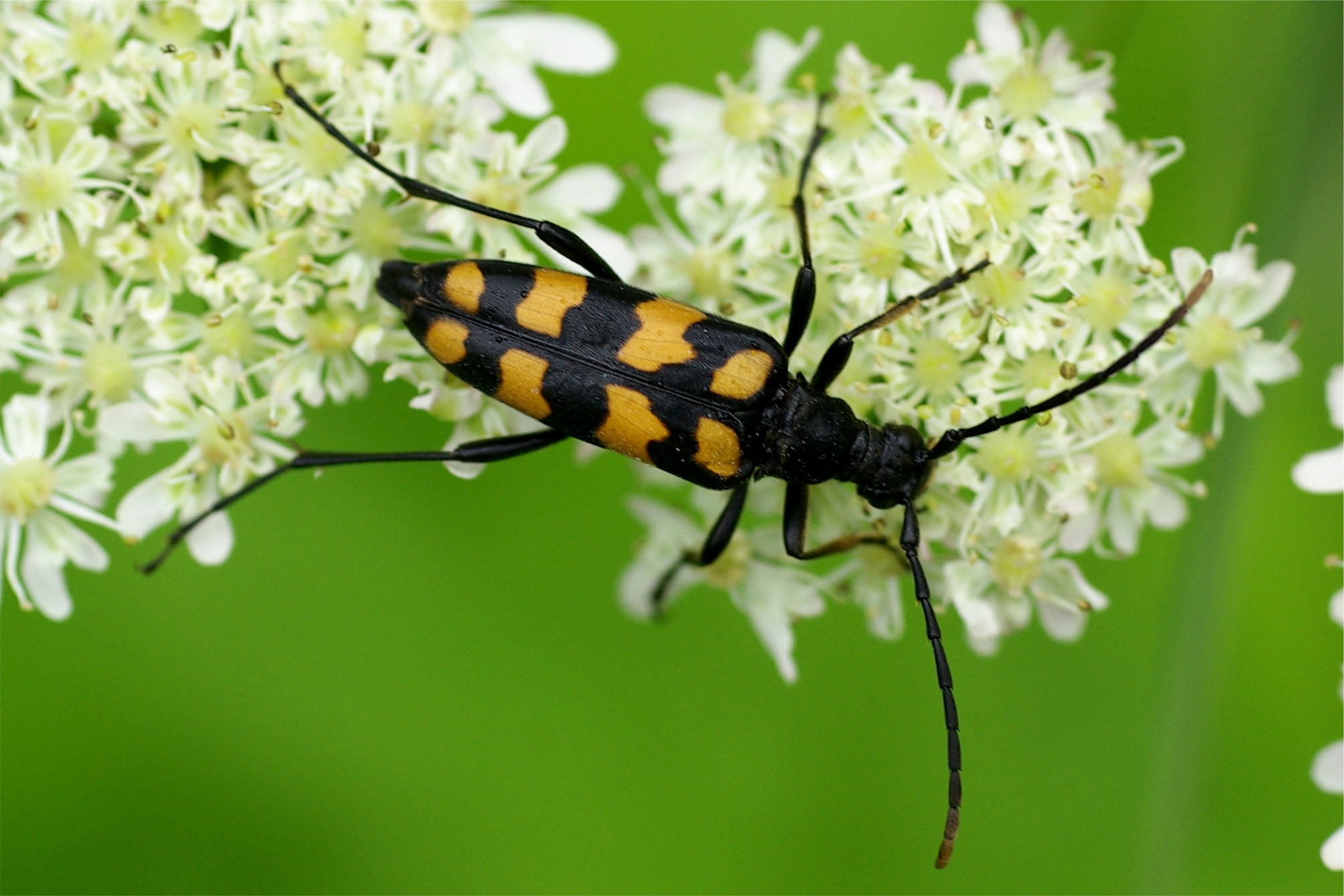 Leptura quadrifasciata