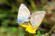 Polyommatus icarus