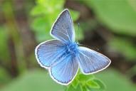 Polyommatus icarus