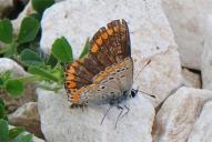 Polyommatus icarus