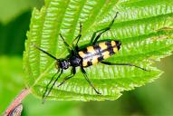 Leptura quadrifasciata