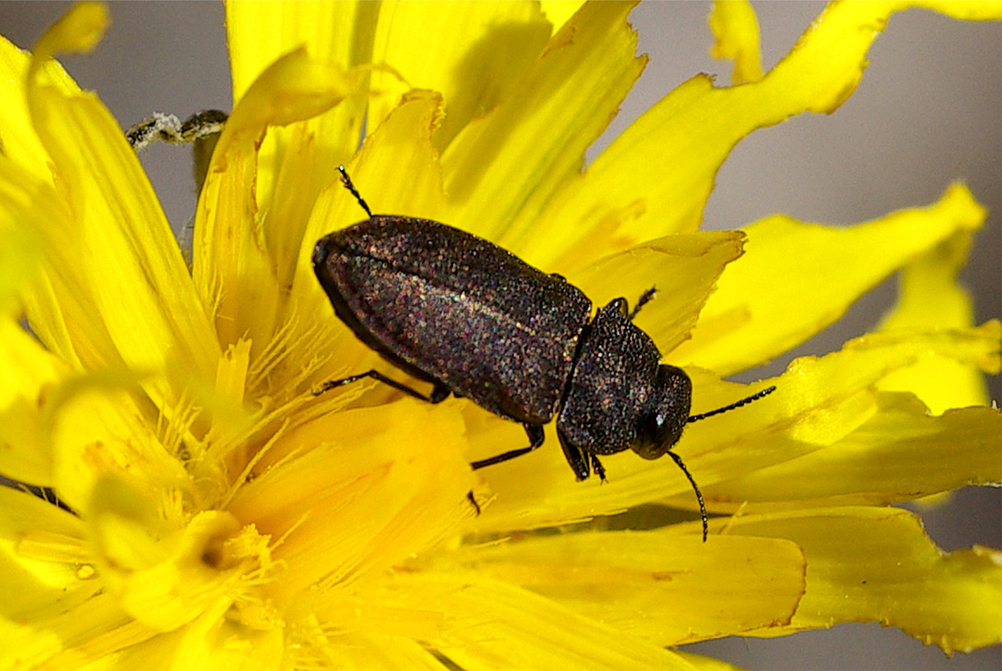 Anthaxia helvetica