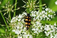Leptura quadrifasciata