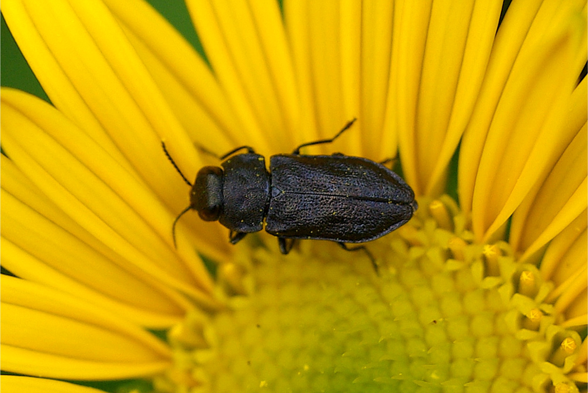 Anthaxia godeti