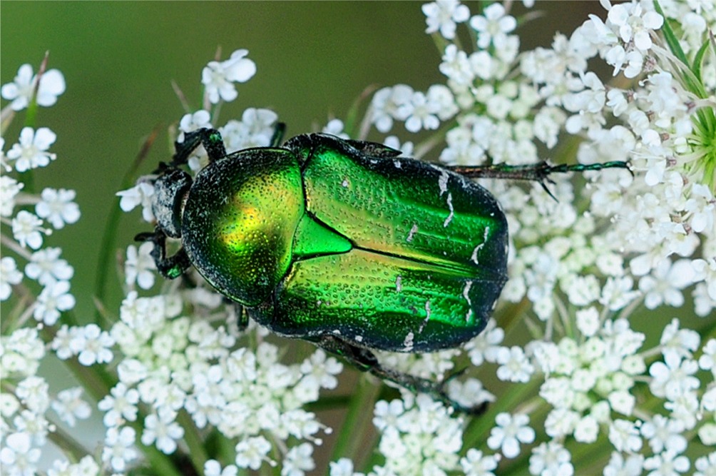 Cetonia aurata(cf)