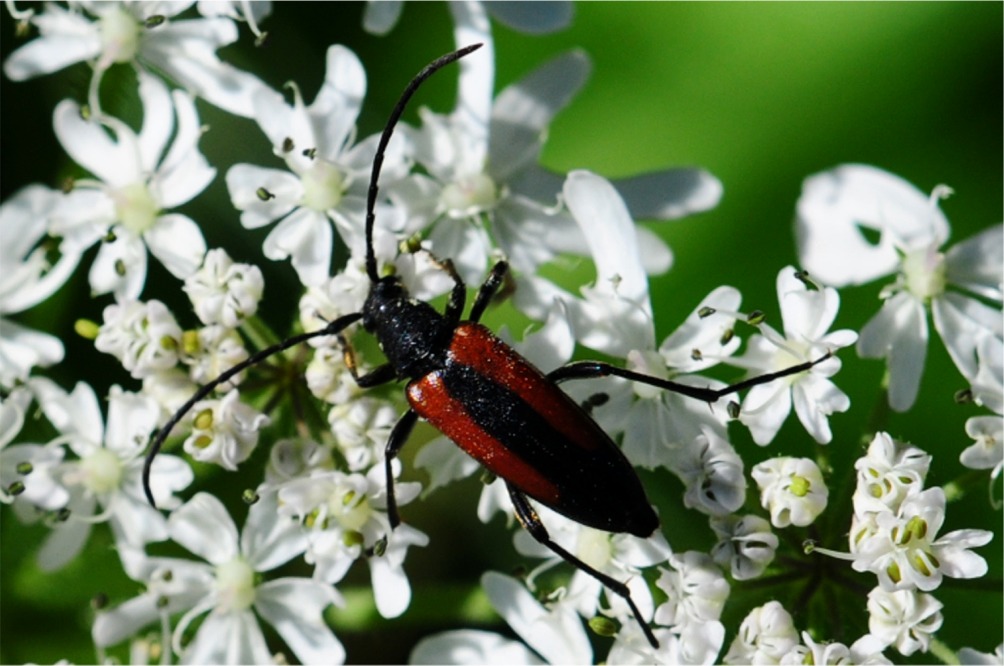 Stenurella melanura