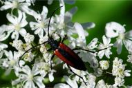 Stenurella melanura