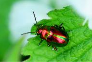 Chrysolina fastuosa