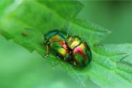 Chrysolina fastuosa(♀♂)