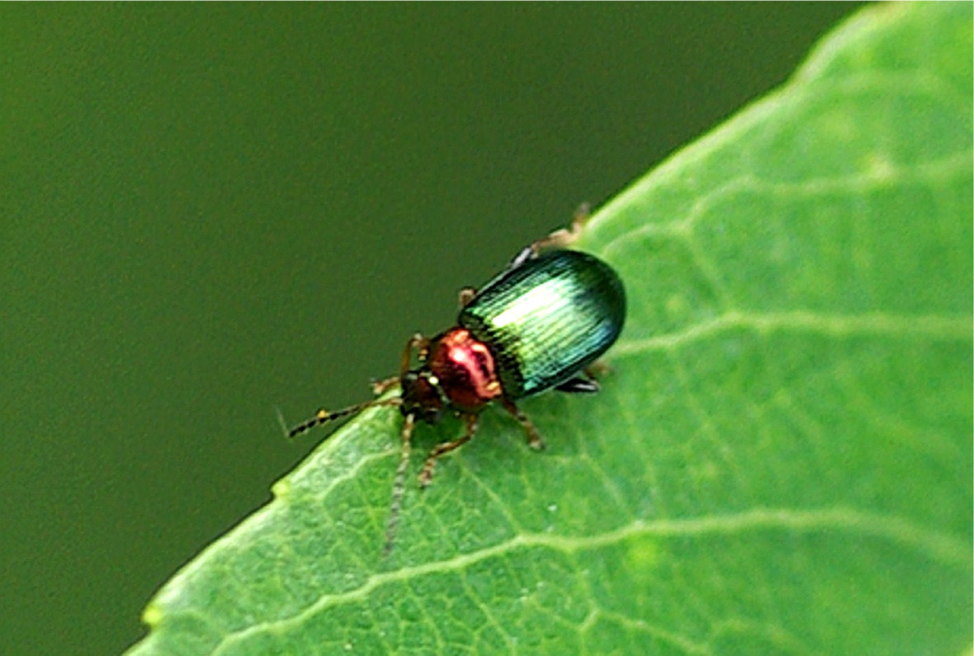 Crepidodera aurata