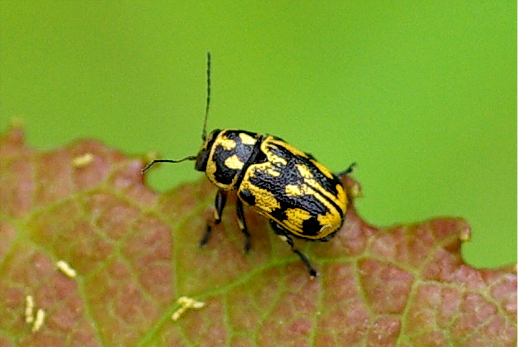 Pachybrachis sinuatus