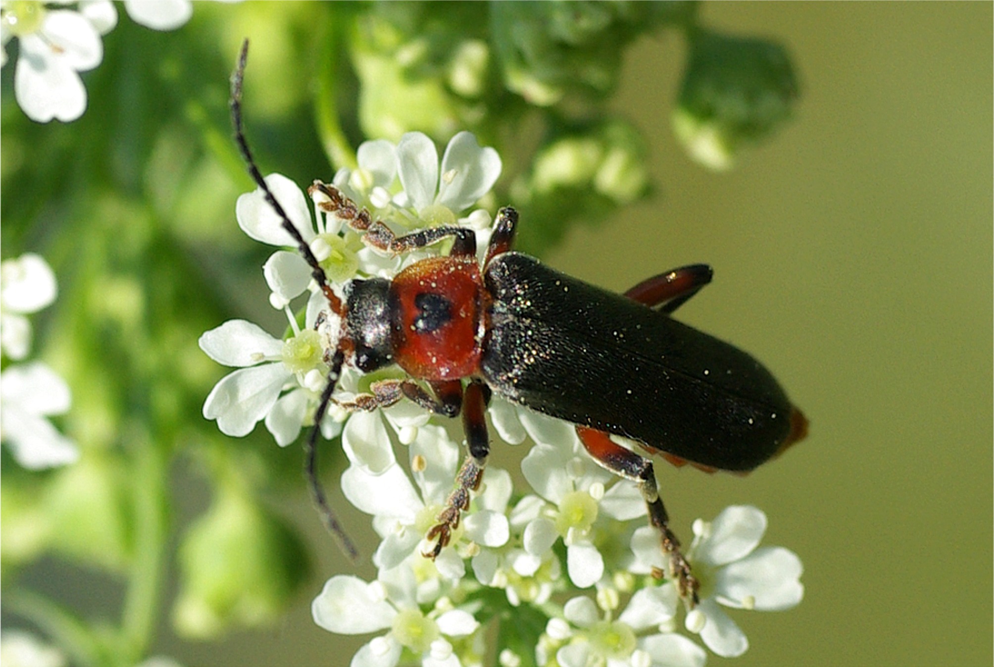 Cantharis rustica