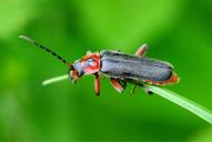 Cantharis rustica