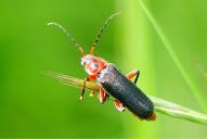Cantharis rustica
