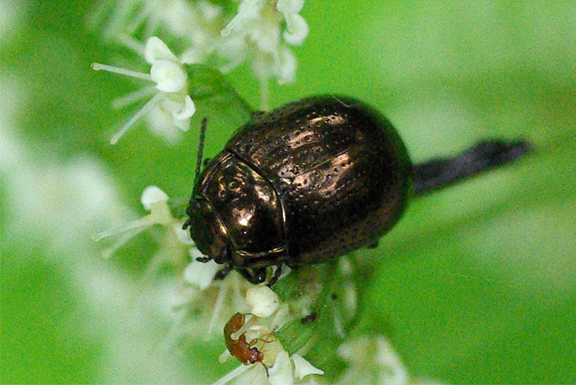 Chrysolina oricalcia