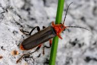 Cantharis livida