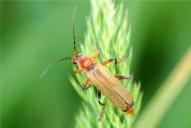 Cantharis livida