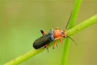 Cantharis livida