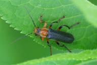 Cantharis livida