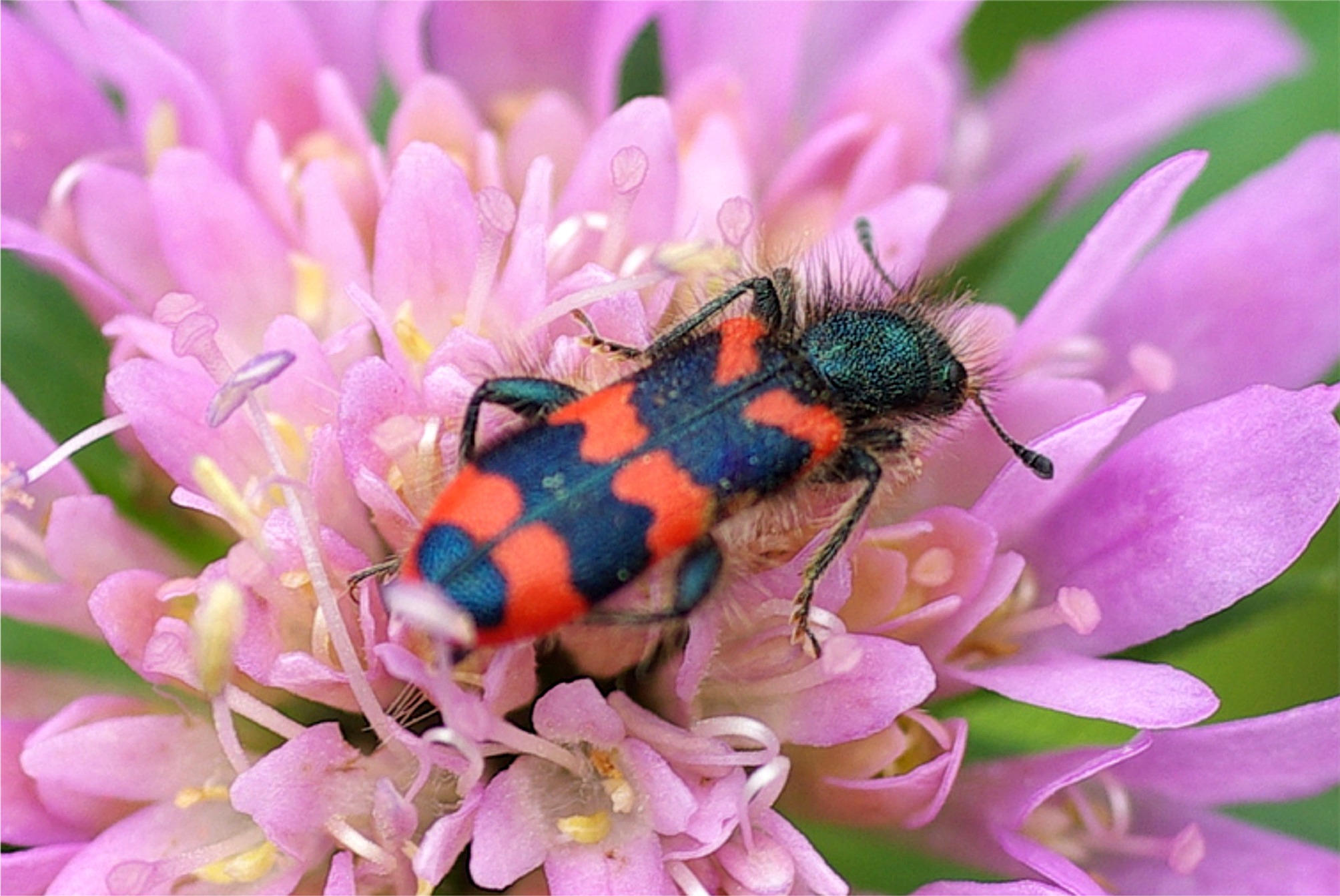 Trichodes alvearius