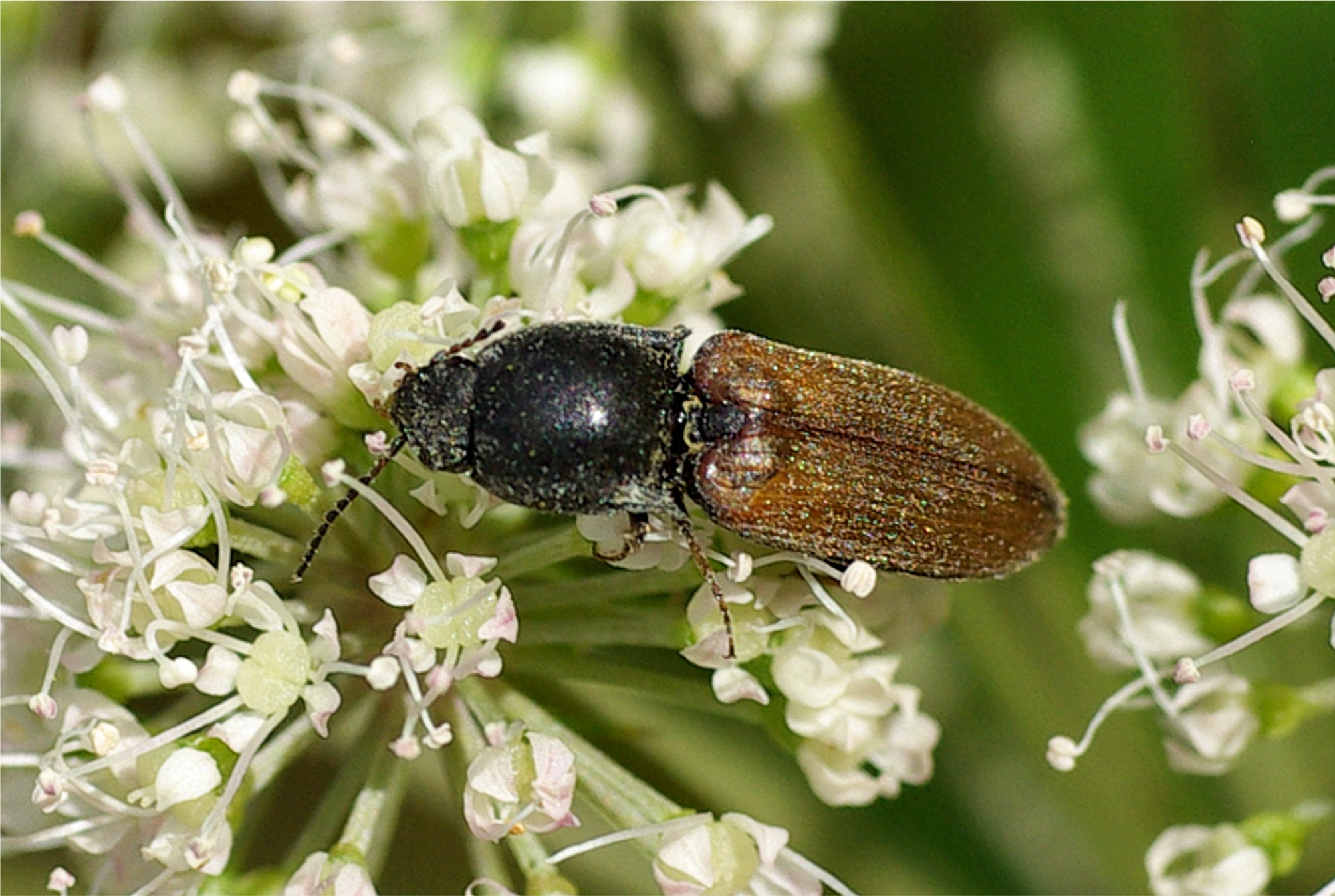 Agriotes ustulatus