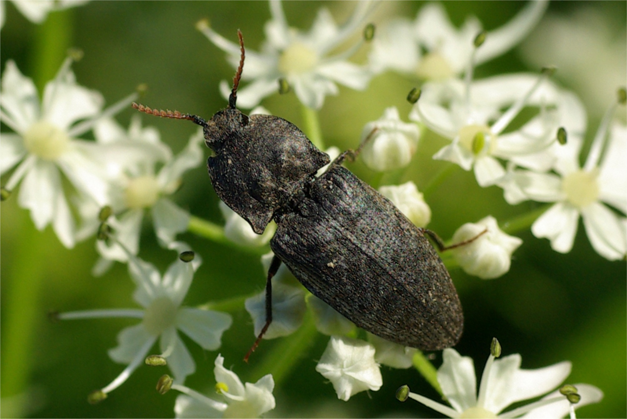 Agrypnus murinus