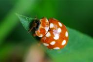 Calvia quatuordecimguttata
