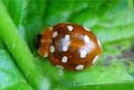 Calvia quatuordecimguttata