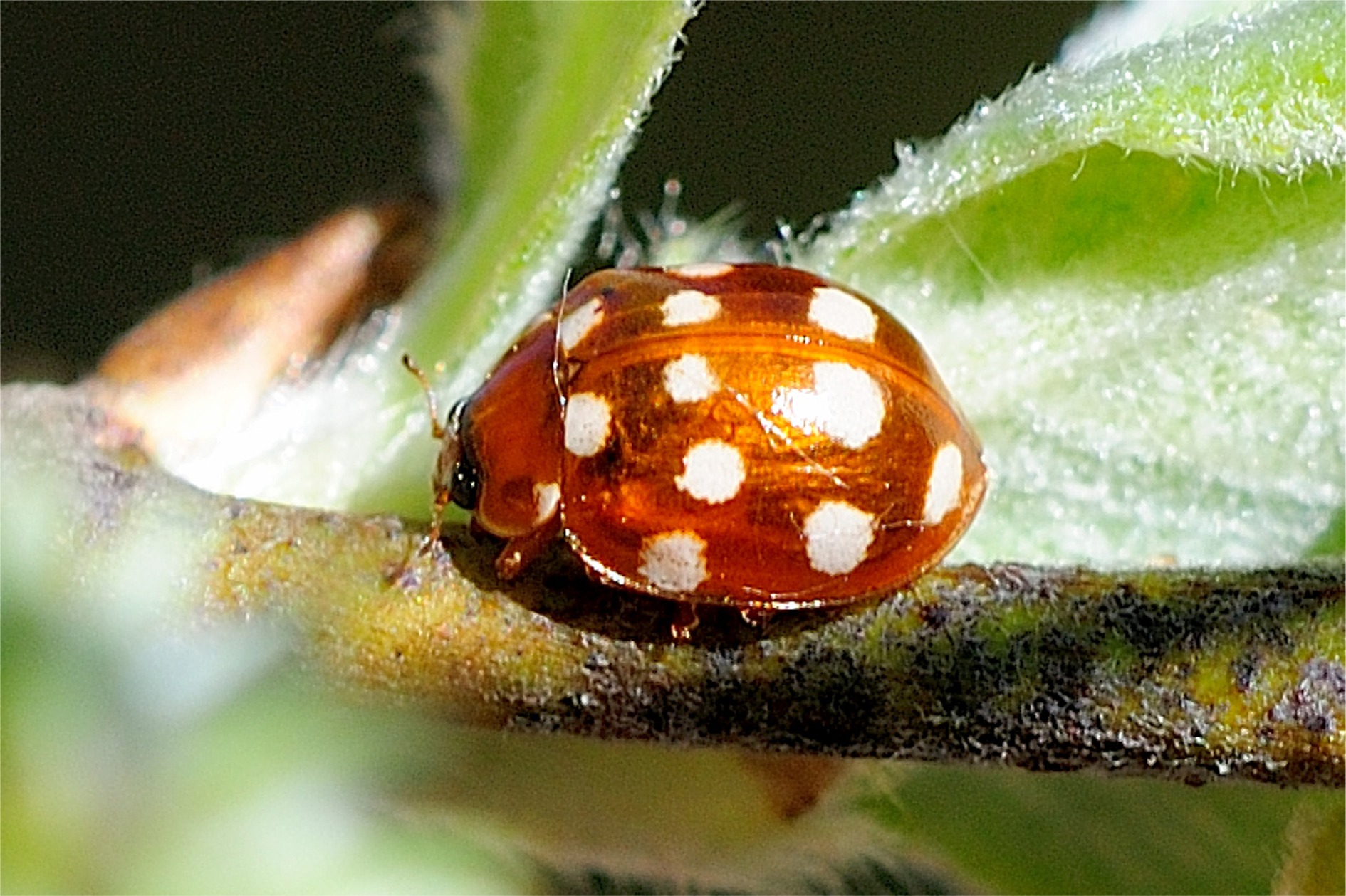 Calvia quatuordecimguttata