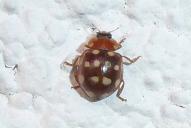 Calvia quatuordecimguttata