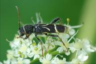 Cyrtoclytus capra