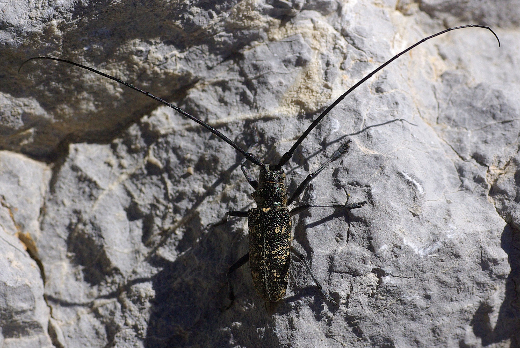 Monochamus sutor