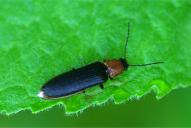 Denticollis linearis